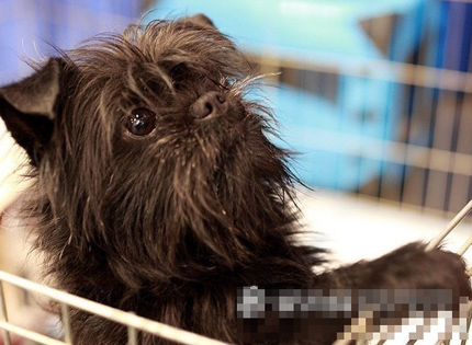  猴面犬好养吗  注意毛发的护理