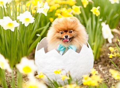 如何训练狗狗上厕所 注意留意狗上厕所的时间