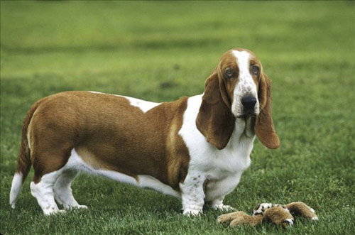 巴吉度狗图片   优秀的痕迹追踪犬