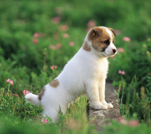 狗每天喂几次 少量多餐不能太饱