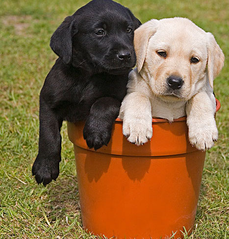    怎么训练狗狗  训练需要耐心