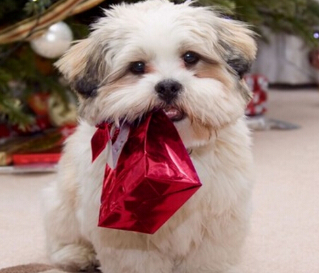  狗狗身上有黑斑 注意狗狗的毛发卫生