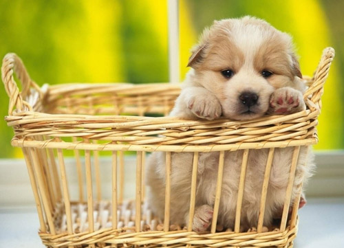 狗每天喝多少水   保持充足的水份供应