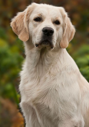 适合家养的犬种 根据自己的喜好来选择