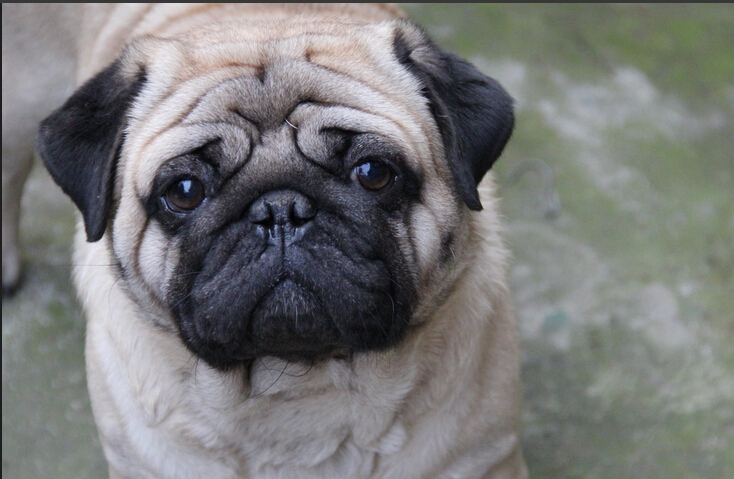 巴哥犬的特征 赛级巴哥挑选