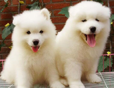 狗狗身上有吸血虫 避免不干净的环境