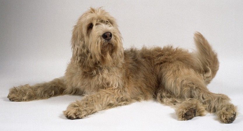 奥达猎犬的特点 人类的伴侣