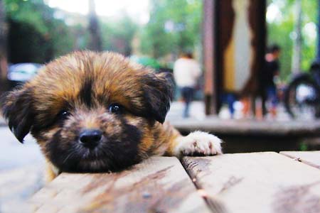 狗狗身上有硬疙瘩破了流脓 真菌是长期的抗战