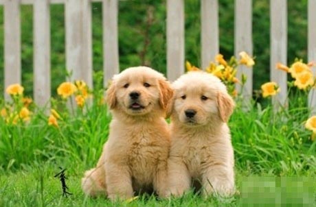 宠物狗训练 不要同时教狗狗几个不同的动作