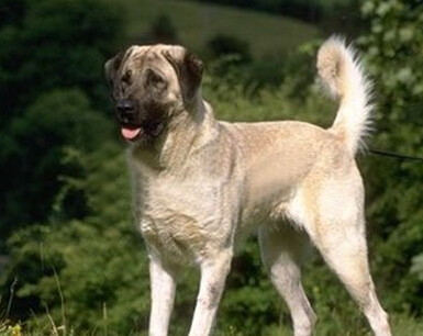  安娜图牧羊犬怎么选 根据体型特征来选择