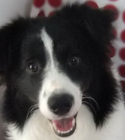 边境牧羊犬拉肚子 你都了解了哪些治疗方法