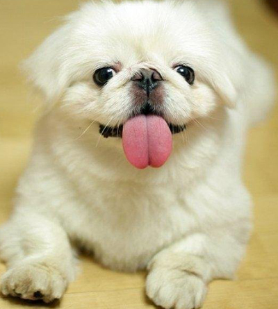 被狗狗抓伤用打针吗    及时狂犬病疫苗注射