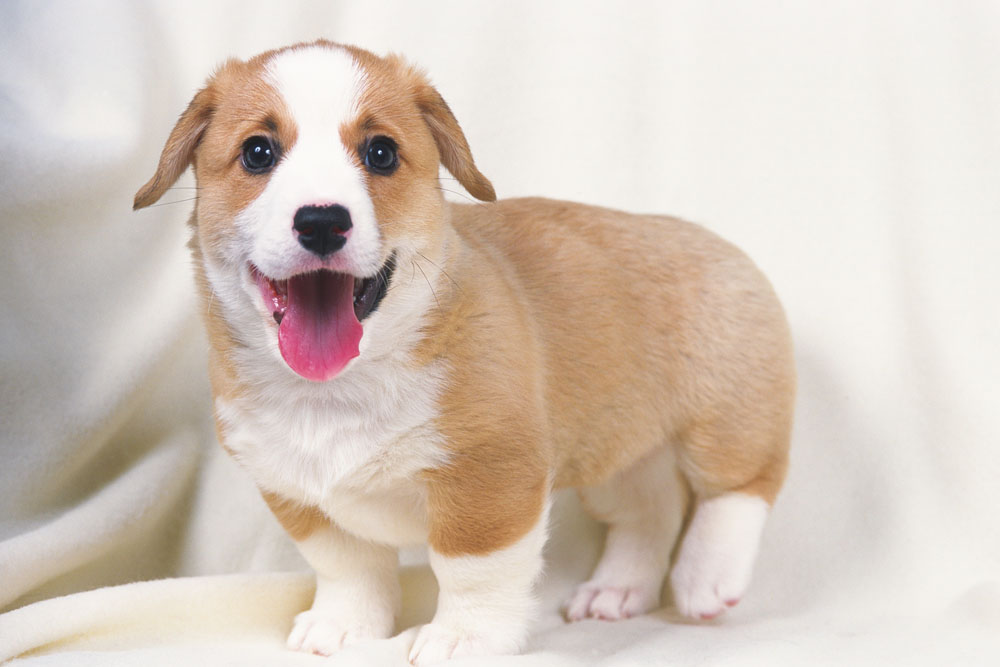 狗身上有蜱虫怎么办  清理的同时要家庭消毒