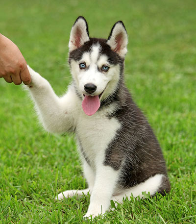  小狗身上有虫子  平时注意卫生