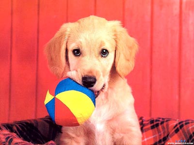 狗狗训练方法 基本原则是多表扬少训斥