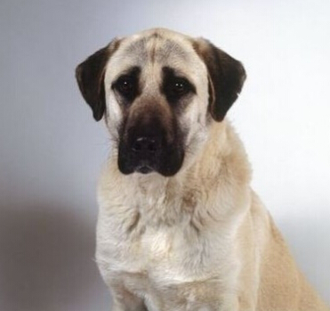  安娜图牧羊犬好养吗 养狗需要提前做好准备