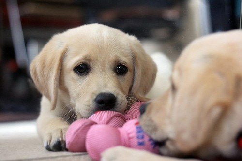 小狗身上有寄生虫 对准症状早治疗
