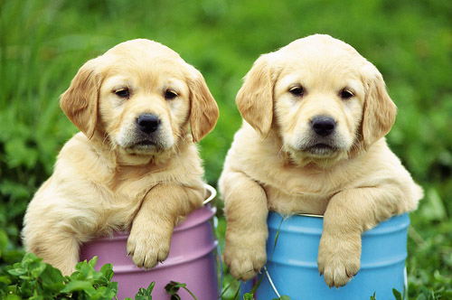 狗每天睡几个小时   分时间断来补眠