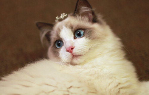 猫发出咕咕的声音 是不是猫咪生病了