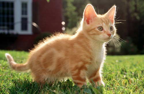 猫发出呼呼声 可能表示猫咪在撒娇