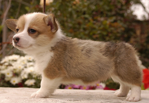 满月小狗一天喂几次 主人应该注意什么