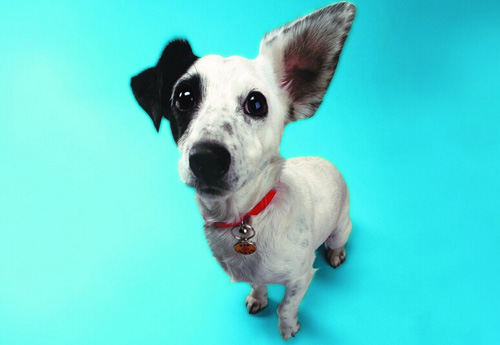 小狗一天吃多少狗粮 不同狗狗喂养量不同