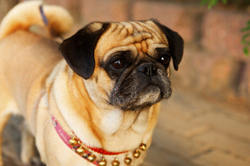 成年狗狗一天尿几次 小便的次数不一定