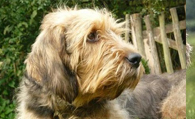 奥达猎犬的日常护理 毛发剥落是自然现象
