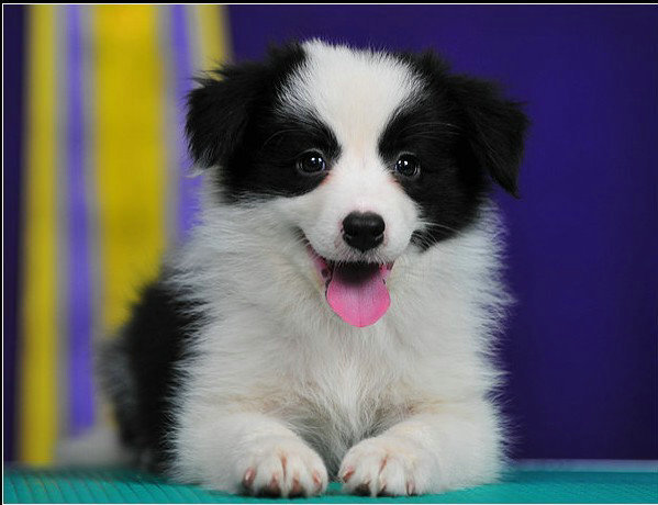 边境牧羊犬训练方法  需要经常练习复习