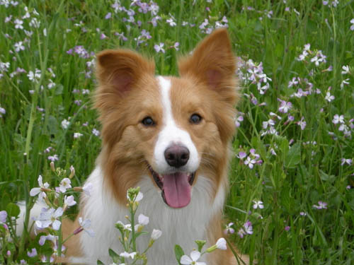 小狗身上有蜱虫 酒精驱虫药来帮忙