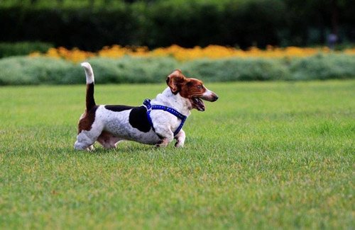 纯种巴吉度   教你几招辨真伪