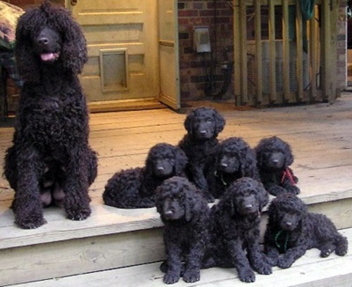 爱尔兰水猎犬的日常护理 很多细节要留意