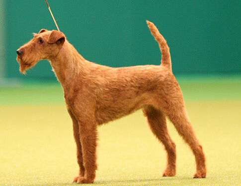 爱尔兰梗的日常护理 冲洗不彻底易引起皮肤炎