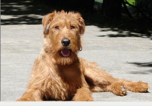 爱尔兰梗的价格 需要经常修剪和梳理披毛