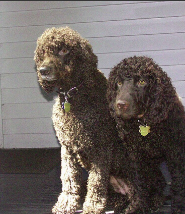 爱尔兰水猎犬哪里卖 健康有保障