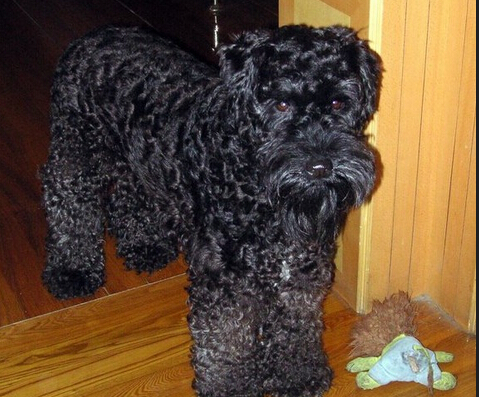 爱尔兰梗哪里卖 耐心观察挑选健康狗狗