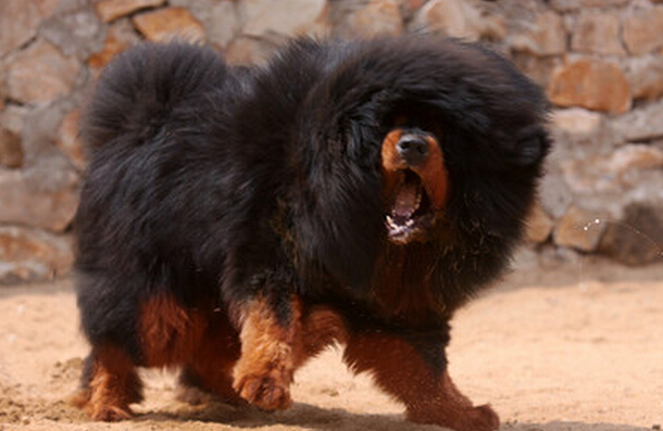 藏獒适合家养吗 城市里面不适合养藏獒