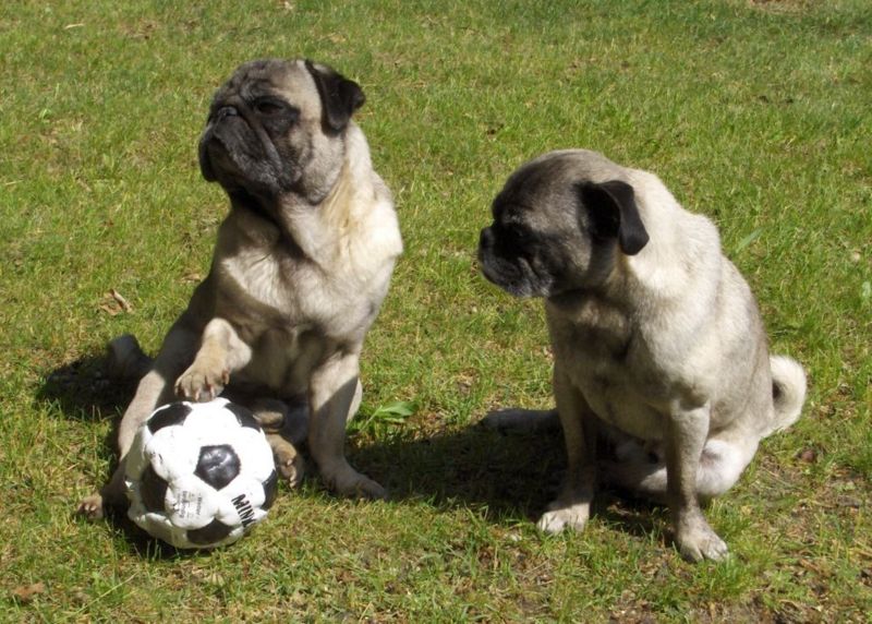 巴哥犬好不好养  了解习性再饲养