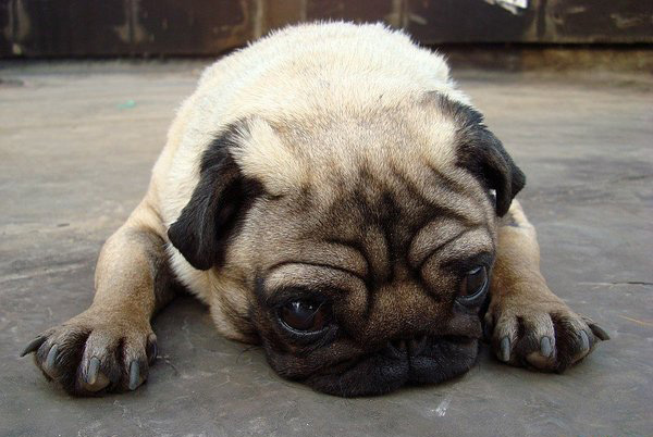 巴哥犬好不好养 了解习性再饲养