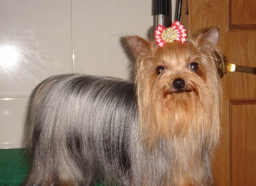 澳洲梗的价格    价位在三千元左右