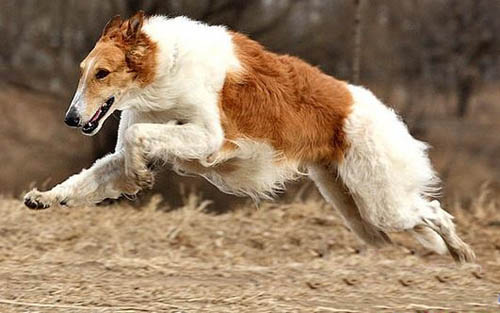 爱尔兰猎狼犬的养护常识 皮毛眼耳都要关注