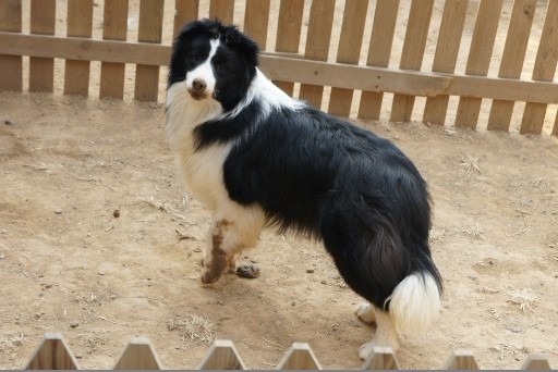 边境牧羊犬是大型犬吗  属于中型犬