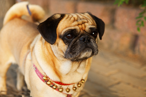 如何训练狗狗随行    准备一些狗狗爱吃的零食