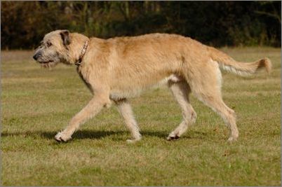 爱尔兰猎狼犬怎么选 索要安全保证书