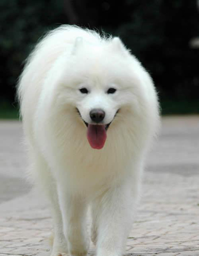 狗每天喂几次    分狗狗的年龄段来区分