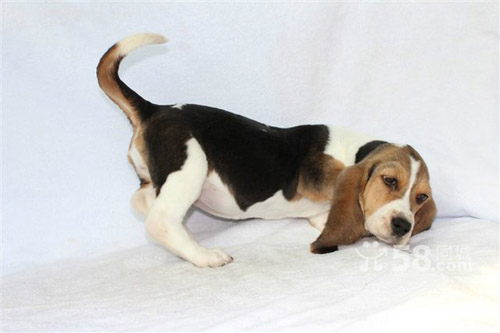 巴吉度犬多少钱   视地方的经济而有所差别