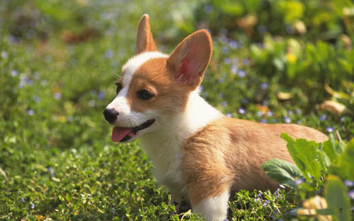 小狗身上有虱子怎么办 严重的话就要请教兽医