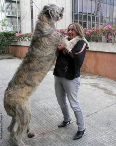 爱尔兰猎狼犬的日常护理 修剪指甲很重要