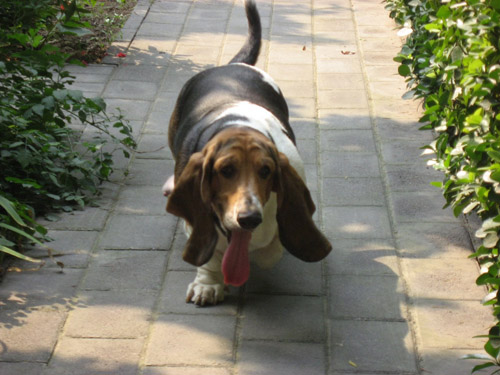 怎样训练巴吉度犬    三种口令让你与它更亲近