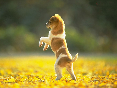 小狗身上有螨虫怎么办 四招彻底解决螨虫